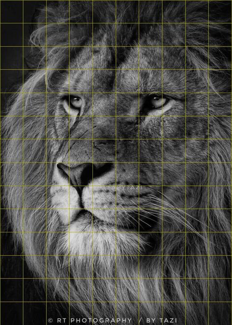 Grid Pictures To Draw, Grid Pictures, Grid Artwork, African Portraits Art, Realistic Animal Drawings, Pencil Drawing Images, Monster Coloring Pages, Pencil Drawings Of Animals, Spiderman Art Sketch