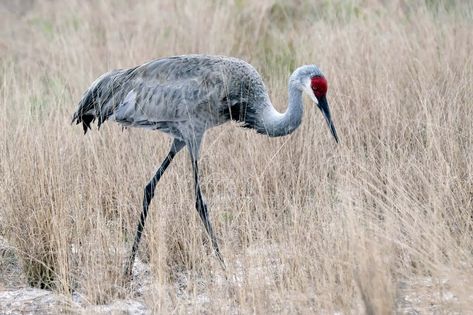 Crane Symbolism, Dreams, and Messages - Spirit Animal Totems Crane Symbolism, Crane Meaning, Crane Fly, Spirit Animal Totem, Power Animal, Focus On Your Goals, Chase Your Dreams, Animal Totems, Spiritual Meaning