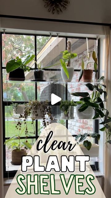 Morgan Phillips | Houseplants + DIY Projects 🪴🖤 on Instagram: "Comment “shelves” for the link 🔗 🫶🏼 Probably the best planty purchase out there and I had them on my wishlist for too long. 🤦🏻‍♀️ I couldn’t imagine having blinds in these windows - I hate blinds! Too much dust 🤢 But this is the perfect solution - an actual win win. All you see from the street is plants and you can find my house easily 😂 and my plants get the best sunlight possible. Would you trade blinds for plant shelves?! ⬇️ #plantaesthetic #moreplantsplease #plantseverywhere #plantblogger #floridablogger #houseplantcare #plantparenthood #myplantlovinghome #plantmom #plantgang #planttips #livingdecor #plantdecor #plantobsessed #junglevibes #ihavethisthingwithplants #plantsmakepeoplehappy#diydecor #windowdisplay #win