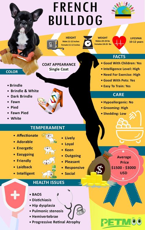 French Bulldog Infographic #petmoo #pets #dogs #dogbreeds #doginfographic #frenchbulldoginfographic Dog Infographic, Hip Dysplasia, Pets Dogs, French Bulldog Puppies, French Bulldogs, Bulldog Puppies, Dog Breed, Height And Weight, How To Be Outgoing