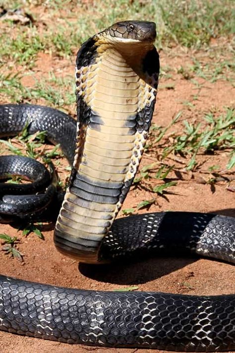 Two of the world’s deadliest snakes meet in this rare encounter, let’s take a look at how dangerous these reptiles are. Snake Pictures, Baby Reptile, Venomous Animals, Endangered Birds, King Cobra Snake, Snake Images, Snake Photos, Cobra Snake, Snake Venom