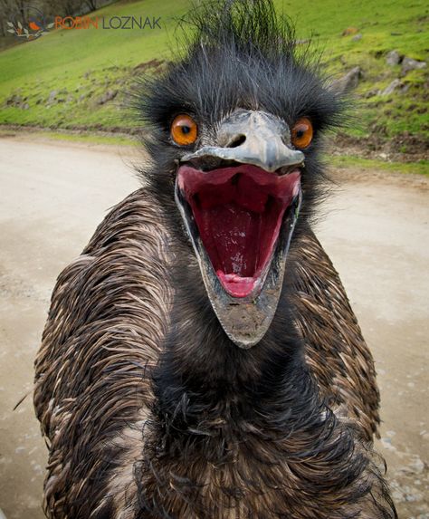 Tall and majestic, the emu belongs to a group of flightless running birds known as ratites, the most primitive of the modern bird families. The ratite family includes the kiwi, ostrich, cassowary, and rhea, all birds found only in the Southern Hemisphere. The emu is the second-largest living bird in the world (the ostrich is the largest). Adult female emus are larger and heavier than the males. Flightless Bird, Wildlife Safari, Australian Birds, Funny Birds, Australian Animals, Big Bird, Emu, Beautiful Birds, Animal Kingdom