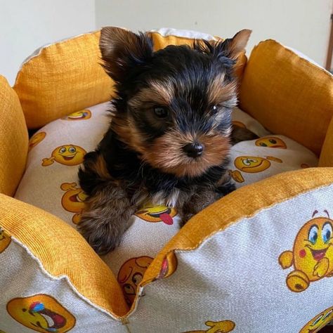 Yorkie Dogs For Sale, Yorkies Puppies, Teacup Yorkie For Adoption, Yorkie Puppies For Adoption, Parti Yorkies, Parti Yorkie Puppies, Tea Cup Yorkies, Teacup Yorkie Puppy, Teacup Puppies For Sale