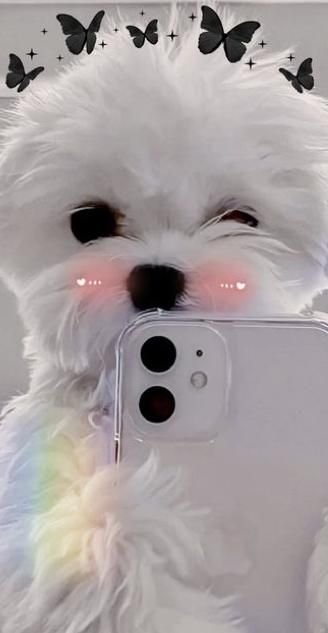 #cute puppy that slays Cute Puppies Wallpaper, Cute Aesthetic Puppy Wallpaper, Aesthetic Puppies Wallpaper, Puppy Wallpaper Aesthetic, Cute Doggy Puppies Wallpaper, Cute Roblox Wallpapers, Cute Puppy Wallpaper Iphone, Wallpaper Iphone Dog Puppies, Puppy Wallpaper Iphone