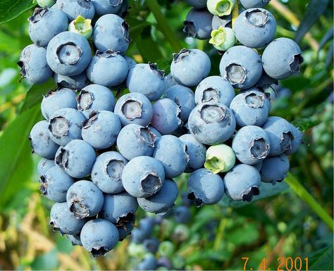 How to Grow Blueberries Growing Blueberries, Blueberry Plant, Blue Berries, Homestead Gardens, Organic Blueberries, Blueberry Bushes, Organic Tomatoes, Growing Fruit, Fruit Garden