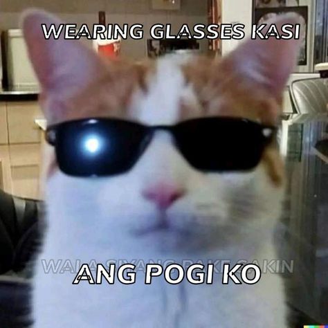 Gatos Cool, Cat Profile, Cat Sunglasses, Silly Cats Pictures, Cat Icon, Silly Animals, Cat Aesthetic, Funny Cute Cats, Gremlins