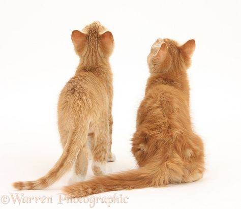 Cat Expressions, Ginger Kitten, Cat Anatomy, Warrior Cat Oc, Cat Oc, Cat Reference, Gorgeous Cats, Cat Pose, Warrior Cat