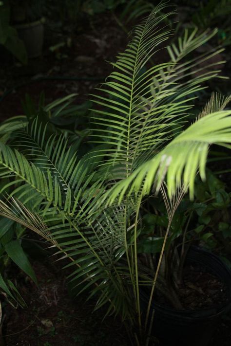 The Raffia Palm is medium sized tree. It has a large reddish bulbous trunk and large feather palm leaves. Raffia Palms can be easily located all around the rain forest. They can be chopped down by most weapons and tools and produces palm leaves and dry leaf. Palm leaves can be collected to be used when building shelters and beds. The dry leaves can be used as tinder to light fires. Palm Bark Art, Woven Palm Leaves, Large Dried Palm Leaves, Weave Palm Fronds, Palm Tree Leaf Print, Raffia Palm, Dry Leaves, Large Feathers, Dry Leaf