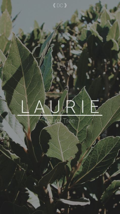 Origin: Latin | Meaning(s): Laurel Tree & from Laurentum Laurel Tree, Future Life, Names With Meaning, Writing Tips, First Names, Baby Names, Daily Life, Meant To Be, Wattpad