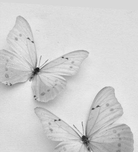 White Esthetics Photos, White Aesthetic Spiritual, White Buterfluffy, Asthetic Picture White, White Asthetics Photos, White Astethic, White Esthetics, White Butterfly Aesthetic, White Aesthetic Pictures