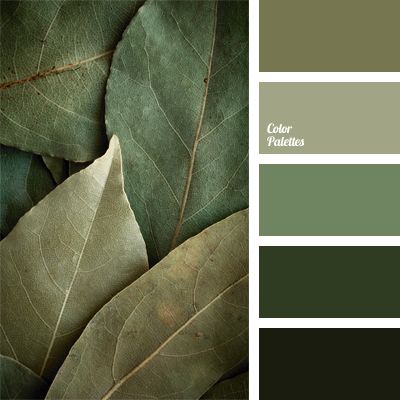 cold shades of green, color of laurel leaves, color selection, dark green, gray-green, light green, light green color, marsh Color Verde Claro, Exterior Paint Colors For House, Green Colour Palette, Town House, Color Balance, Exterior Paint Colors, Paint Colors For Home, Colour Schemes, Color Pallets