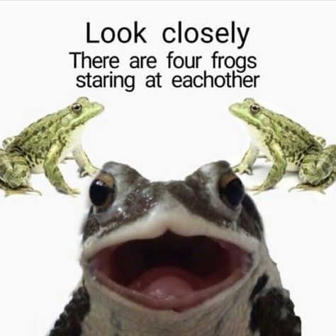 You are a Frog on Instagram: “👉🏻🐸👈🏻 🐸👄🐸 • In the spirit of studiousness, I deleted tiktok 😔 so if you see any good frog content there feel free to send it to…” Frog Meme, Frog Pictures, Funny Frogs, Frog Art, Animal Nature, Nature Birds, A Frog, Frog And Toad, Silly Animals