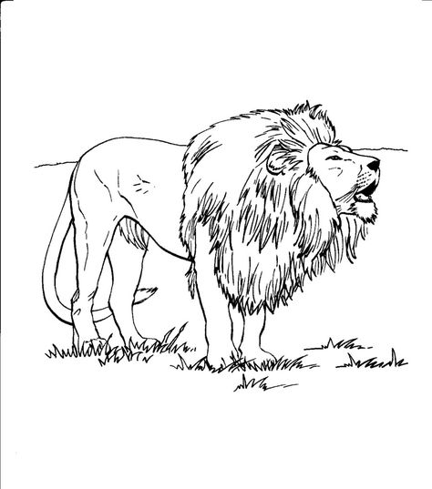 Free Printable Lion Coloring Pages For Kids Lion Coloring, Zoo Animal Coloring Pages, Lion Coloring Pages, Family Coloring Pages, Lions Photos, Free Adult Coloring Pages, Lion Pictures, African Lion, Like Animals