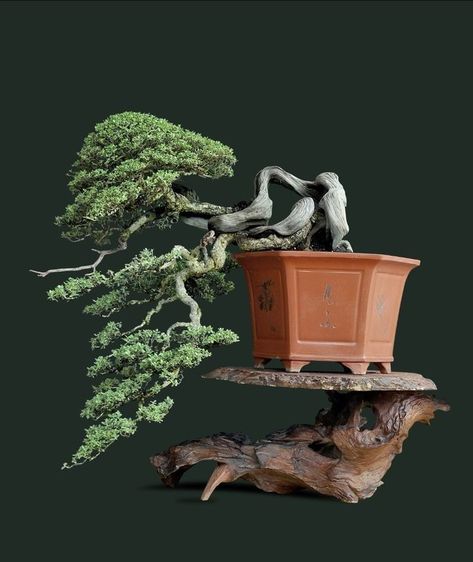 Cascade Bonsai, Jade Plant Bonsai, Bonsai Making, Japanese Bonsai Tree, Bonsai Forest, Pre Bonsai, Bonsai Techniques, Indoor Bonsai Tree, Bonsai Styles