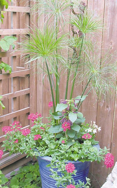 King Tut Papyrus reigns over this container display. Companion plants include Verbena and Royal Blue Iochroma (Tubeflower). King Tut Plant, Chartreuse Color, Limelight Hydrangea, Fountain Grass, Potato Vines, Flower Close Up, Foliage Plants, Companion Planting, Trees And Shrubs