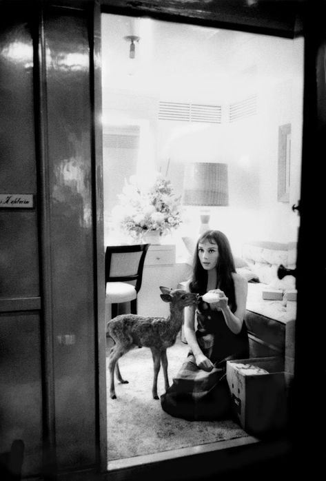 50 Fascinating Candid Behind the Scenes Photos From the 1950s and 1960s Taken by Bob Willoughby ~ vintage everyday Leslie Bogart, Pet Deer, Susannah York, Aubrey Hepburn, Star Of The Day, Popular Photography, A Deer, Scene Photo, Pics Art