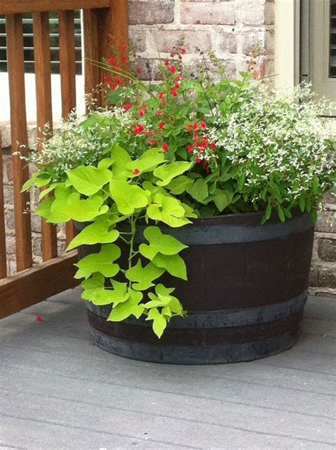 pl_box Oak Wine Barrel Planter Whiskey Barrel Planter Ideas Full Sun, Barrel Flower Pot Ideas, Barrel Planter Ideas, Red Salvia, Whiskey Barrel Planter, Wine Barrel Planter, Diamond Frost, Barrel Ideas, Diy Container Gardening