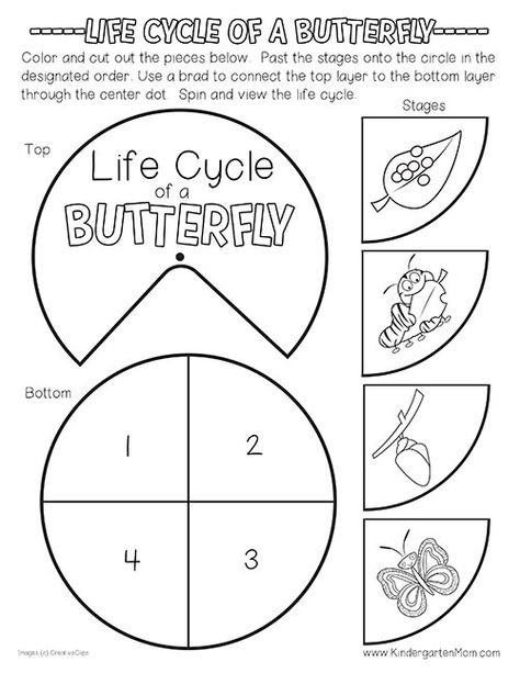 Butterfly Life Cycle Craft Kindergarten, Butterfly Life Cycle Preschool Printable, Butterfly Life Cycle Coloring Page, Life Cycles Activities For Preschoolers, Life Cycle Of A Butterfly Kindergarten, Butterfly Life Cycle Activity Preschool, Butterfly Cycle Activities, Butterfly Life Cycle Free Printable, Butterflies Life Cycle