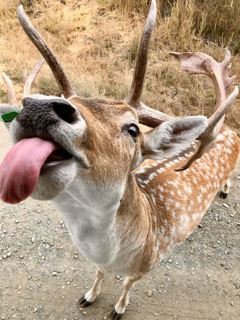 Deer With Pit Vipers, Deer Meme Funny, Funny Deer Pictures, Deer Hunting Memes, Deer Meme, Friend Vibes, Funny Deer, Deer Pictures, Pit Viper