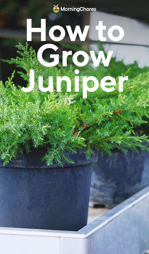 Growing Juniper: A Complete Guide on How to Plant, Grow, and Use Juniper Juniper Plant Landscaping, Sea Green Juniper Landscape, Juniper Moonglow, Mailbox Plants, Juniper Shrub, Juniper Plant, Juniper Bush, Medicine Garden, Bark Beetle