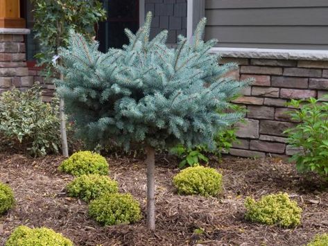 Dwarf Globe Blue Spruce Standard Globe Blue Spruce, Evergreen Landscape Front Yard, Shrubs For Borders, Wadley Farms, Blue Spruce Tree, Evergreen Landscape, Landscaping Retaining Walls, Front Landscaping, Rock Garden Landscaping