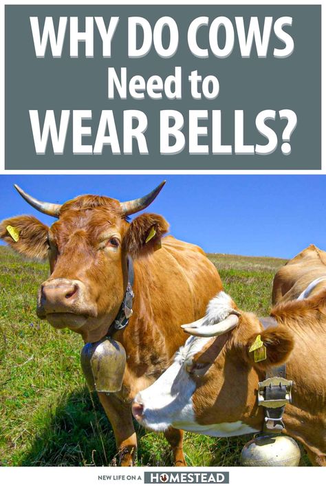 Cows wear bells so their owners can track and find them easier, particularly if they get lost. #cows #cattle #homesteading Survival Knowledge, Animal Farming, Farm Dream, Starting A Farm, Farm Hacks, Raising Cattle, Animals Information, Homestead Farm, Dream Farm