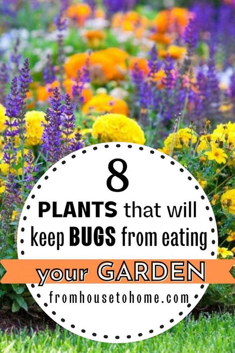 Companion Planting For Pest Control, Herbs For Pest Control, How To Keep Pests Out Of Garden, Natural Garden Pest Control, Insect Repellent Plants, Plants That Repel Bugs, Pest Control Plants, Chives Plant, Raised Vegetable Gardens