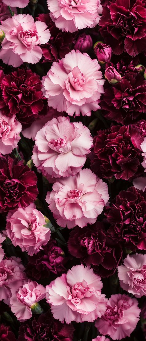 Peony Flower Wallpaper Iphone, Carnations Wallpaper, Carnation Wallpaper, Peonies Aesthetic Vintage Wallpaper, Flower Background Aesthetic, Burgundy Floral Iphone Wallpaper, Elegant Phone Wallpaper, Vintage Pink Flowers Aesthetic Wallpaper, Pretty Wallpapers Backgrounds Beauty