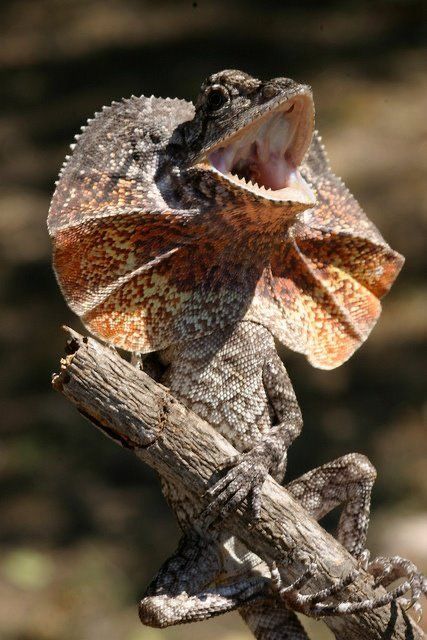 Frilled Lizard, Inktober 2024, Inspiration Nature, Animal Reference, Cute Reptiles, Komodo Dragon, Australian Wildlife, Unusual Animals, Dragon Artwork