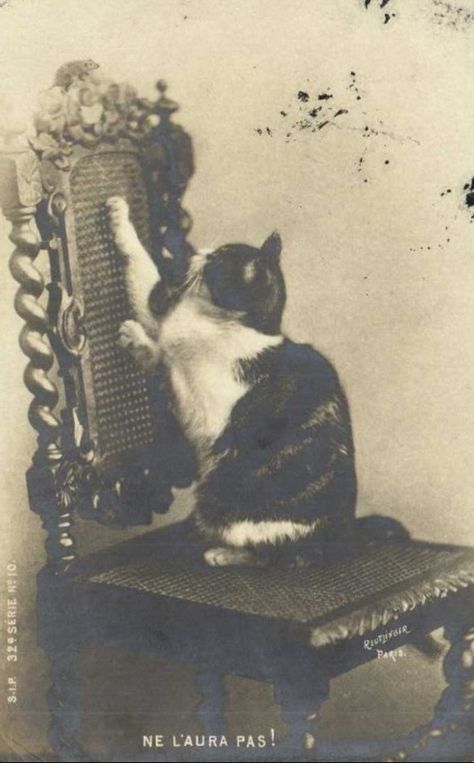 Historic Photography, Vintage Cats, Portrait Vintage, Black And White Cat, Image Chat, Cat Photos, Bad Cats, Cat Art Print, Old Cats