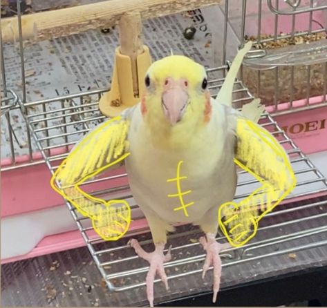 Bird Pfp, Yellow Superhero, Yellow Cockatiel, Purple Parrot, Funny Bird Pictures, Purple Angel, Bird Parrot, Funny Parrots, Funny Animal Photos