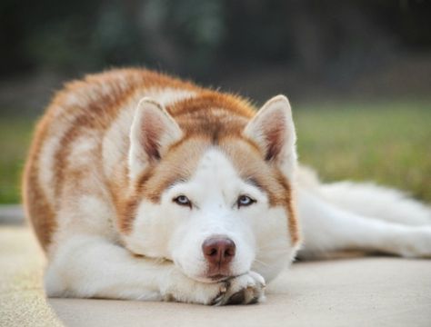 I want a Husky! Red Husky, Psy I Szczenięta, Cute Husky, Siberian Husky Dog, Husky Mix, Snow Dogs, Anime Wolf, White Dog, Husky Puppy