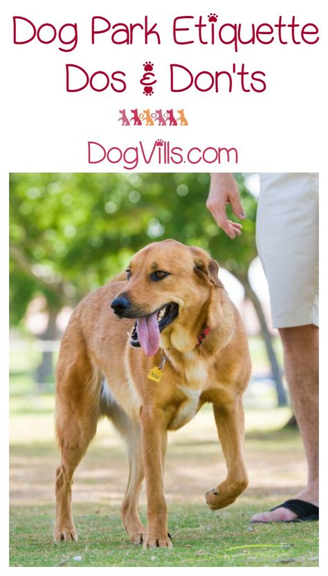 Help for first time visitors: Dog Park Etiquette – The Dos and Don’ts of Park Adventures Dog Park Etiquette, Dog Friendly Vacation, Agility Training For Dogs, Dog Parks, Dog Friendly Hotels, Easiest Dogs To Train, Pregnant Dog, Pet Tips, Dogs Training