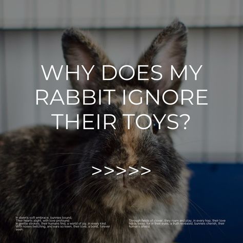 Brought fresh new toys? Bunny ignoring them? SWIPE to find out why >>> Got any other tips? Tell us in the comments 📝 • • • • #rabbit #rabbitsofinstagram #rabbitlife #rabbitlove #rabbit🐰 #rabbitrabbit #rabbitcute #rabbitgram #bunny #bunnylove #bunnyrabbit #bunnygram #bunnystagram #bunnylife #bunnyoftheday #bunnylovers #bunnyworldwide #somebunnylovesyou #funnyrabbit #funnybunny #cutebunny #cuterabbits #dwarflop #minilop #miniloprabbit #hollandlop #hollandlopsofinstagram #smallbusiness #small... Mini Lop Rabbit, Rabbit Life, Mini Lop, Ny Life, Funny Rabbit, Some Bunny Loves You, Bunny Lovers, Funny Bunnies, Bunny Toys