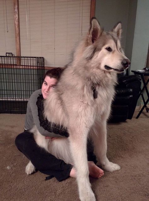 Wolf Hybrid Dogs, Giant Alaskan Malamute, German Shepherd Husky Mix, Ras Anjing, German Shepherd Husky, Animals Memes, Laughing Funny, Malamute Dog, Wolf Hybrid