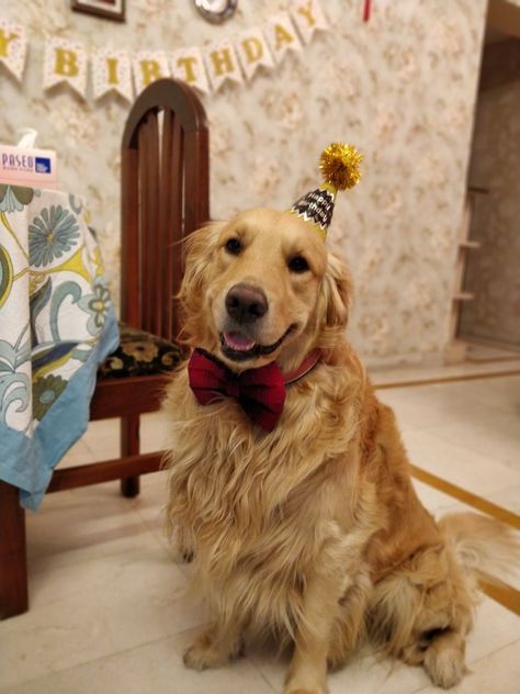 Golden retriever, Leo-birthday boy Rio Cake, Golden Retriever Birthday, Birthday Dogs, Leo Birthday, Beauty Ideas, Birthday Boy, Dog Care, Party Hats, Boy Birthday