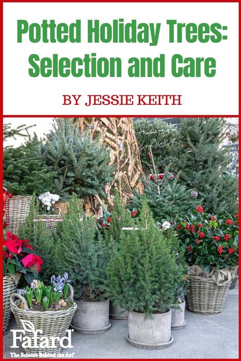 Small or large potted holiday conifers are fragrant, fresh and provide living beauty in the home, but which should you choose for outdoor planting, and how do you care for them after the lights and glitter are shed? The right care will ensure their longterm health. Here’s how to give them what they need for success. #potted #holiday #Christmas #trees #hannukah #selection #care #planting Live Christmas Trees In A Pot, Potted Christmas Tree Indoor, Real Christmas Tree Care, Living Christmas Tree In A Pot, Small Potted Christmas Tree, Best Soil For Christmas Cactus, Small Pine Trees For Chirstmas, Potted Christmas Tree, Cypress Plant