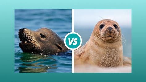 Sea Lion vs Seal: What is the difference? — Ocean Jewelry Store Lion Teeth, Galapagos Sea Lion, Leopard Seal, Monk Seal, Harp Seal, Fur Seal, Harbor Seal, Sea Mammal, Elephant Seal