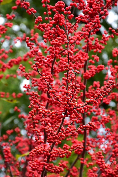 Winter Berry Bush, Winter Flowering Plants Uk, Plants Reference, Ilex Verticillata, Ilex Berries, Biddeford Maine, Winter Gardening, Winter Berries, Flower Pot Design