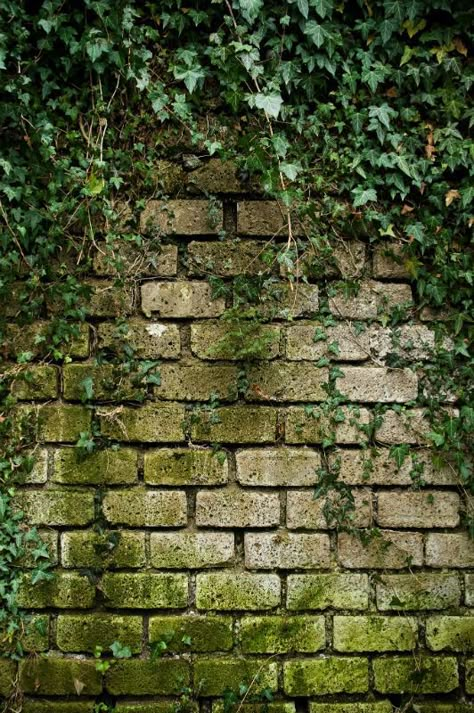 Brick Aesthetic, Brick Wall Gardens, Painted Brick Walls, Brick Wall Texture, Ivy Wall, Aesthetic Plants, Landscaping Retaining Walls, English Ivy, Brick Wall Background