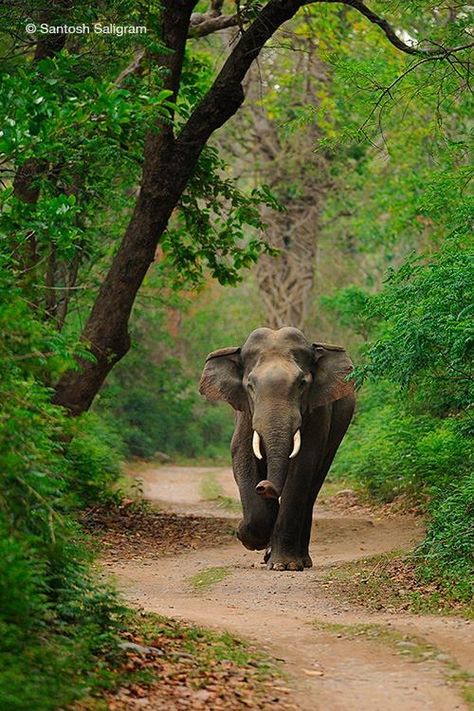 Sri Lankan Elephant, Rewind Time, All About Elephants, Elephant India, Corbett National Park, Elephant Photography, Nice Photography, Endangered Wildlife, Elephants Photos