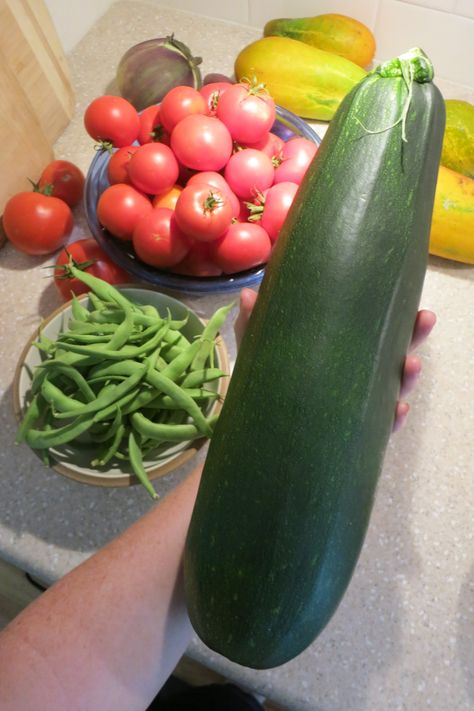 So if you accidentally grow a giant zucchini, don't worry! You can make stuffed zucchini boats, casseroles, and so much more with this giants. Or, if late in the season, you can save a couple big ones to carve into jack-o-lanterns for Halloween! Stuffed Zucchini Boats, Stuffed Zucchini, Zucchini Boats, Vegetable Gardening, Casseroles, Vegetable Garden, Jack O Lantern, Don't Worry, Zucchini