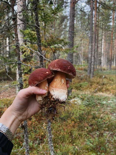 Mushroom Foraging Aesthetic, Mycology Aesthetic, Mushroomcore Aesthetic, Aesthetic Mushrooms, Mushrooms Aesthetic, Ja I Ty, Autumn Mushrooms, Mushroom Aesthetic, Mushroom Core