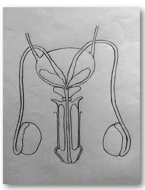 Male Reproductive System Drawing, Reproductive System Drawing, Drawing Biology, Tutorials On Drawing, Male Reproductive System, Biology Diagrams, Reproductive System, Front View, Biology