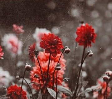 #red #aesthetic #soft #feed #flower Aesthetic Vermelho, Nature And Flowers, Red Aesthetics, Photo Deco, Pastel Red, Rainbow Aesthetic, Aesthetic Nature, Gray Aesthetic, Soft Red