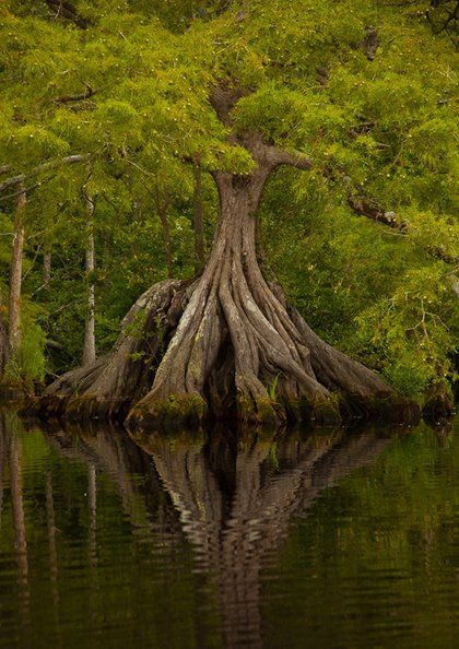 A tree with roots so grand, from which I can extract the energy to free my friends and vanquish my foes. Great Dismal Swamp, Dismal Swamp, Boom Kunst, Weird Trees, Matka Natura, Prim Christmas, Large Tree, Trees Nature, Old Trees