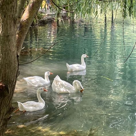 Pp Aesthetic Cute, Duck Header, Christina Core, Ethereal Aesthetic, Pretty Landscapes, Cottagecore Aesthetic, Spring Aesthetic, Nature Aesthetic, Swans