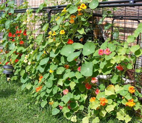 Nasturtiums to cover a fence. Chain-Link Trellis: June 2011 Flower Garden Fence, Chain Link Fence Cover, Fences Ideas, Flower Trellis, Garden Fences, Diy Trellis, Edible Landscaping, Fence Landscaping, Pallet Garden