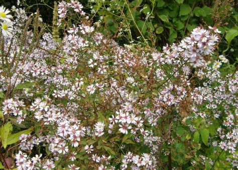 Aster cordifolius ‘Ideal’ Aster Cordifolius, Plants