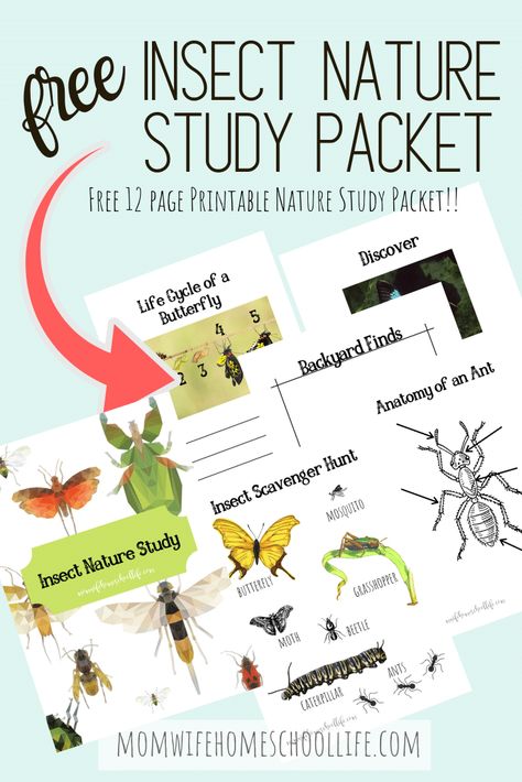 Wild Schooling, Insect Unit Study, Insects Kindergarten, Insect Study, Insect Unit, Homeschool Nature Study, Study Activities, Nature Studies, Free Homeschool Printables